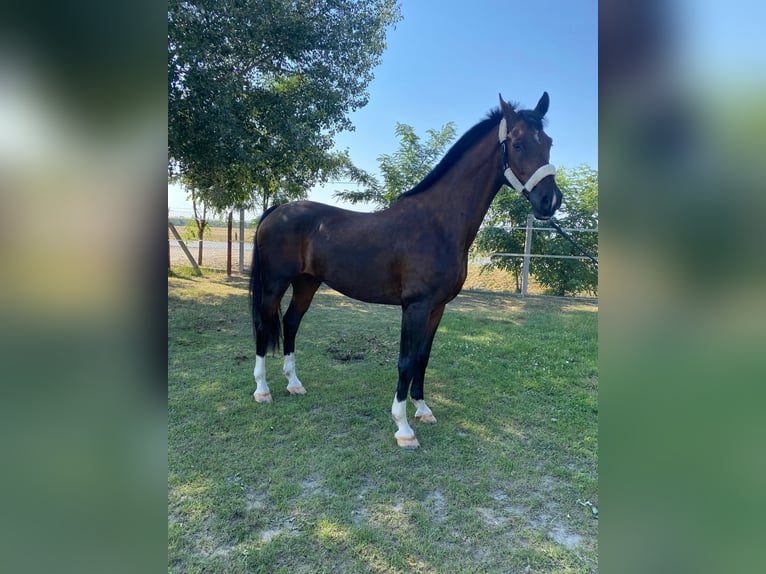 Tuigpaard Caballo castrado 10 años 166 cm Castaño rojizo in Tass