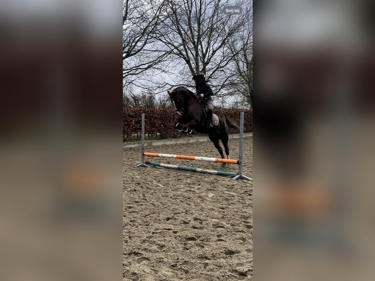 Tuigpaard Mestizo Caballo castrado 13 años 160 cm Alazán in West-grafdijk