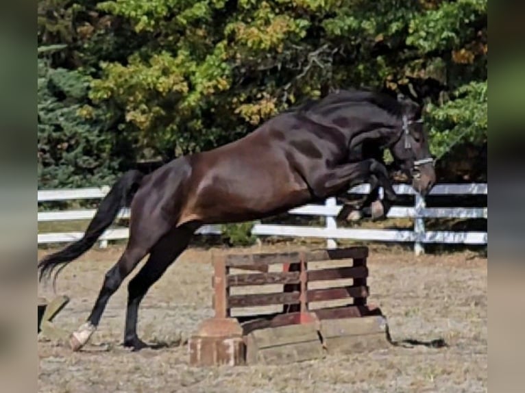 Tuigpaard Caballo castrado 6 años 168 cm Castaño oscuro in Lebanon