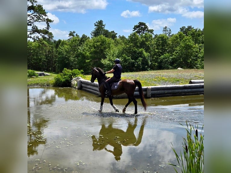 Tuigpaard Caballo castrado 6 años 168 cm Castaño oscuro in Lebanon