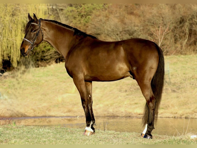Tuigpaard Caballo castrado 6 años 168 cm Castaño oscuro in Lebanon