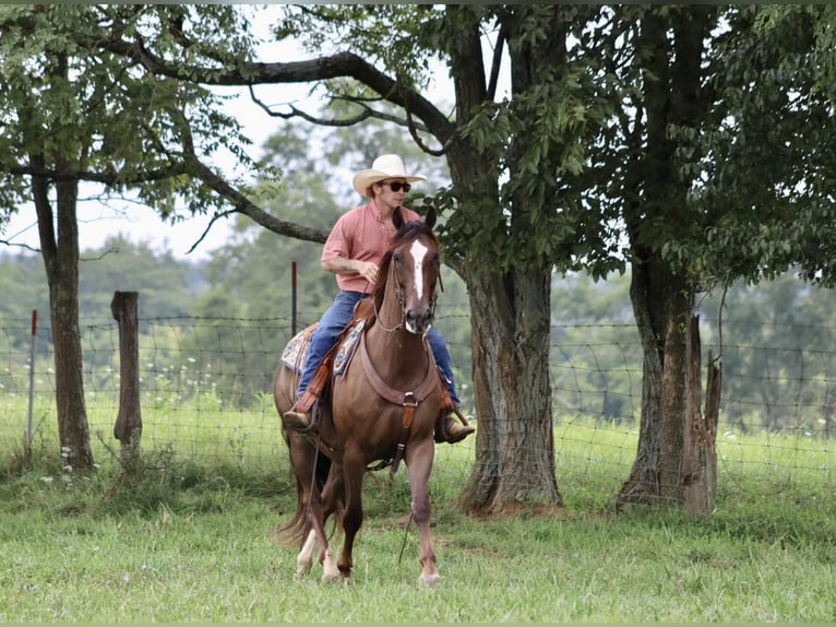 Tuigpaard Caballo castrado 7 años 163 cm Alazán-tostado in BROOKSVILLE, KY