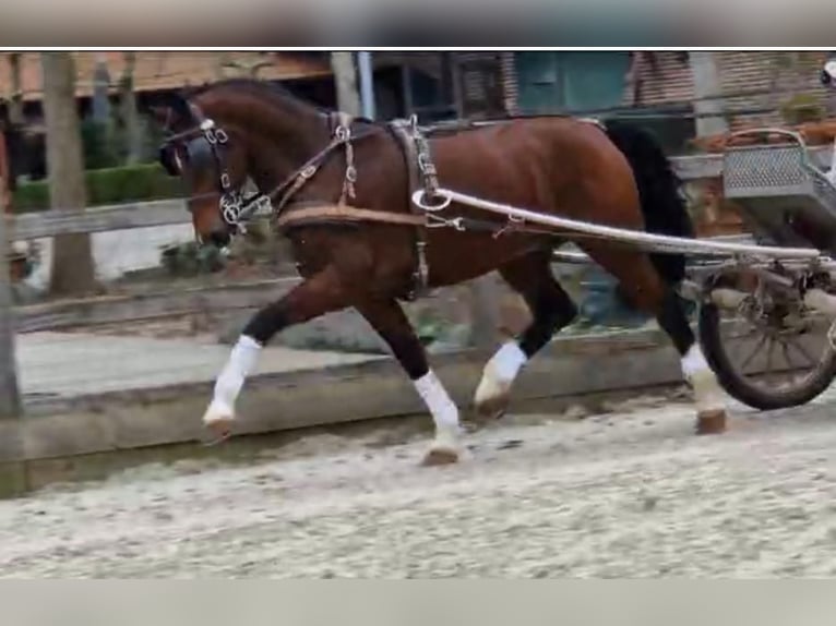 Tuigpaard Castrone 10 Anni 166 cm Baio ciliegia in Tass