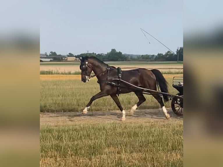 Tuigpaard Castrone 10 Anni 166 cm Baio ciliegia in Tass