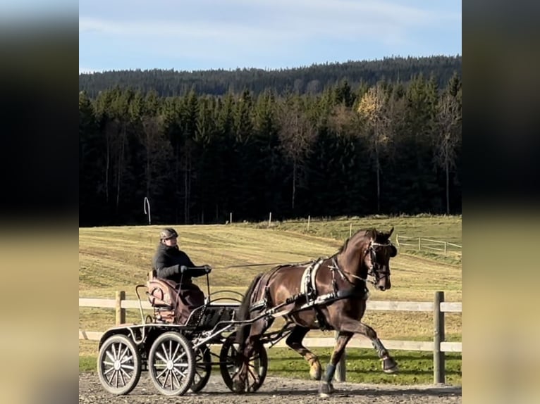 Tuigpaard Castrone 10 Anni 170 cm Sauro scuro in Hamar