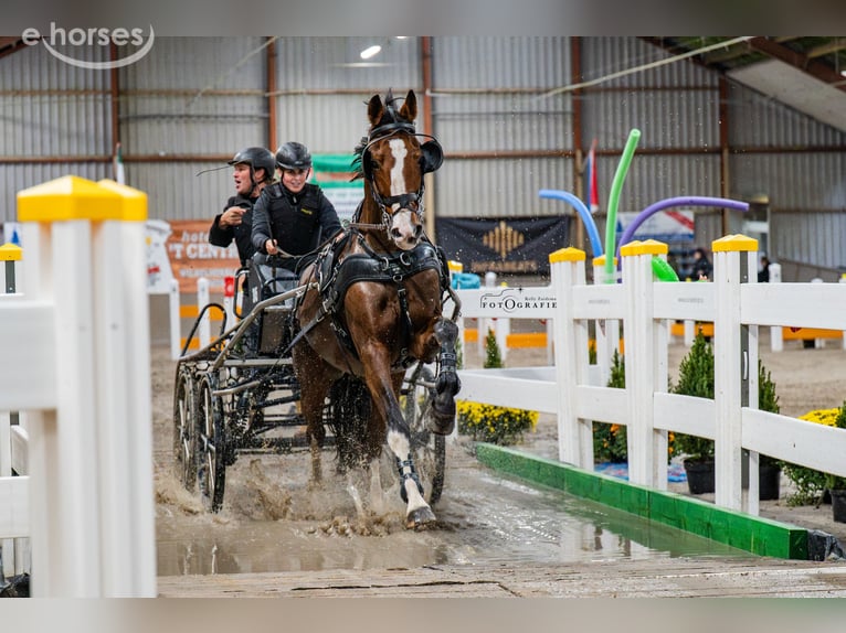 Tuigpaard Castrone 14 Anni 166 cm Baio in Zutendaal