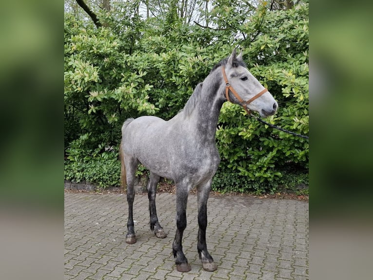 Tuigpaard Mix Castrone 3 Anni 170 cm Leardo in Enschede