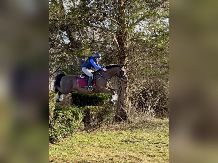 Tuigpaard Castrone 6 Anni Baio scuro in Lebanon