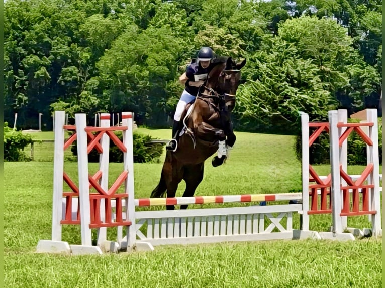 Tuigpaard Castrone 6 Anni Baio scuro in Lebanon