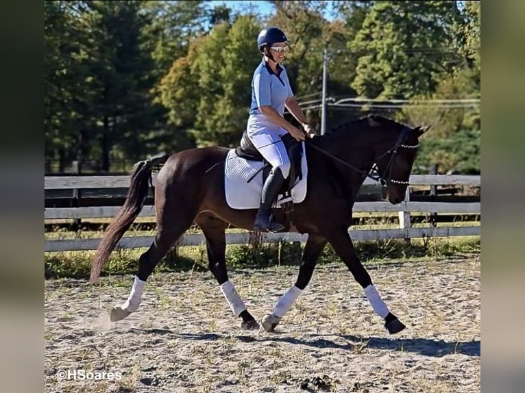 Tuigpaard Castrone 6 Anni Baio scuro in Lebanon