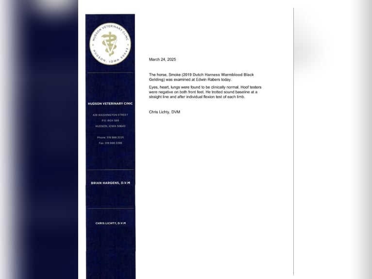 Tuigpaard Castrone 7 Anni Morello in Fairbank IA