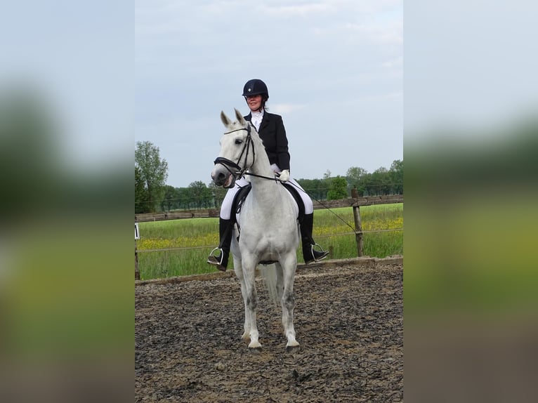 Tuigpaard Étalon 12 Ans 166 cm Gris in Wijk bij Duurstede