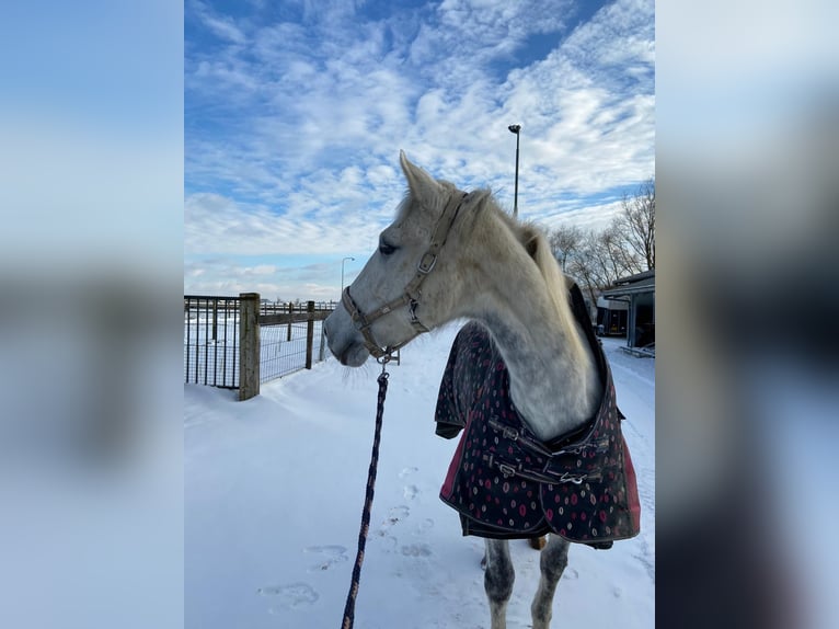 Tuigpaard Étalon 12 Ans 166 cm Gris in Wijk bij Duurstede