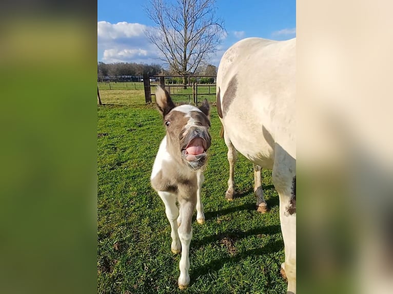 Tuigpaard Croisé Étalon Poulain (03/2024) 155 cm Pinto in Beekbergen