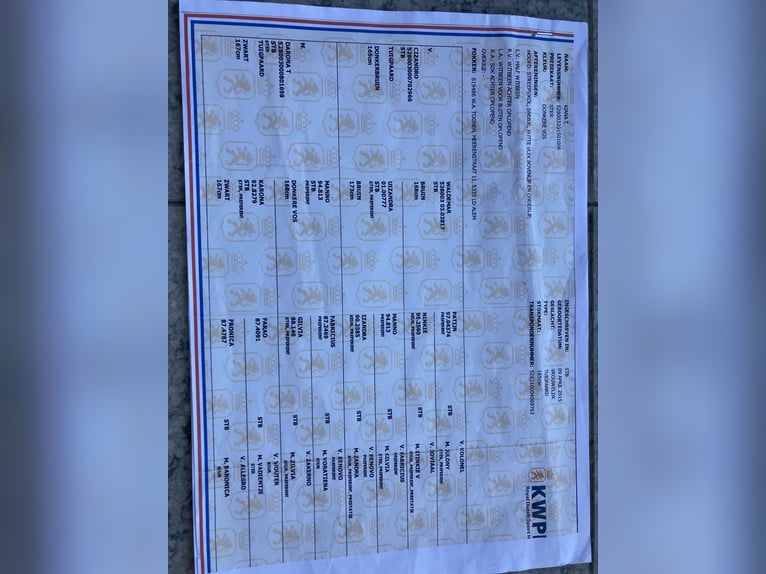 Tuigpaard Giumenta 11 Anni 165 cm Sauro in Mander