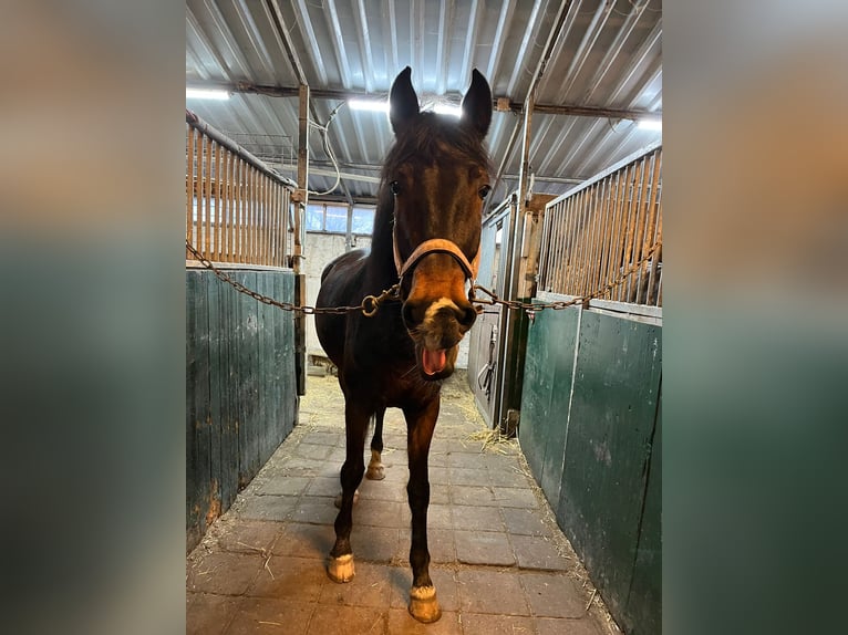 Tuigpaard Giumenta 7 Anni 157 cm Baio scuro in Naaldwijk