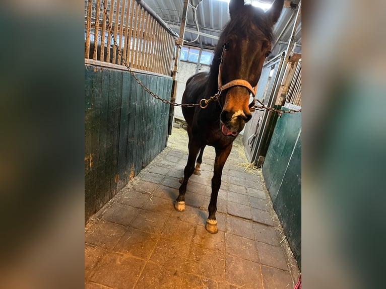 Tuigpaard Giumenta 7 Anni 157 cm Baio scuro in Naaldwijk