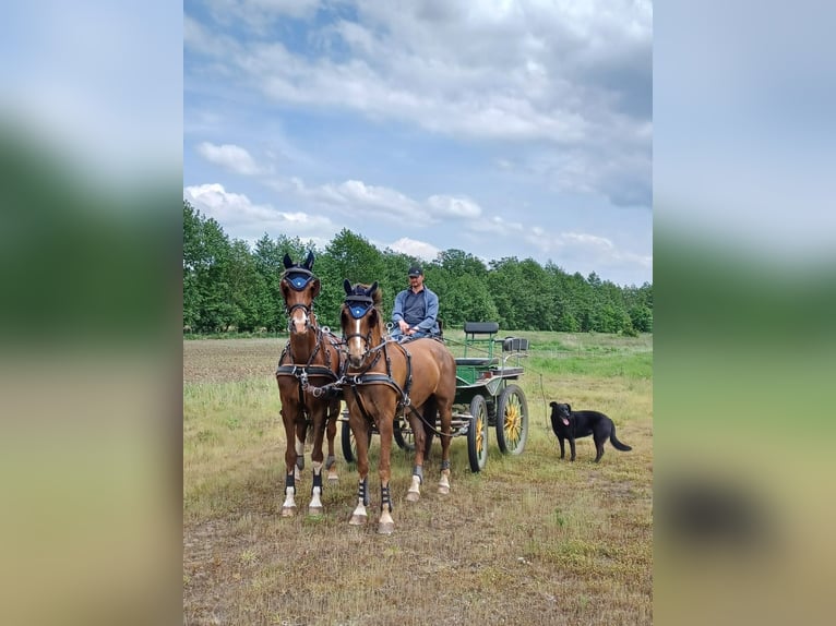 Tuigpaard Giumenta 8 Anni 168 cm Sauro in Neuenkirchen-Vörden