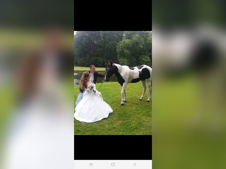 Tuigpaard Hengst 16 Jaar 160 cm  in Zutphen