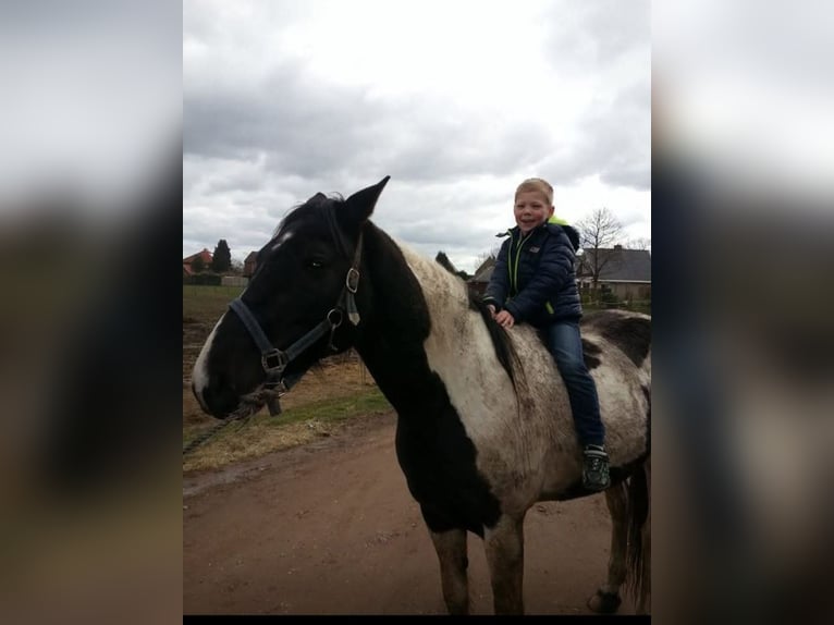 Tuigpaard Hengst 16 Jaar 160 cm  in Zutphen