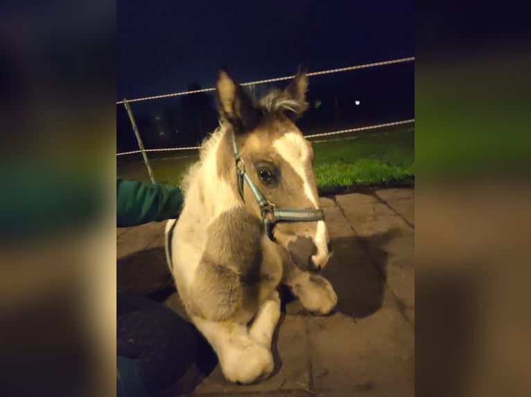 Tuigpaard Mix Hengst veulen (03/2024) 155 cm Gevlekt-paard in Beekbergen