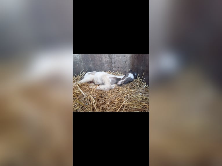 Tuigpaard Mix Hengst veulen (03/2024) 155 cm Gevlekt-paard in Beekbergen