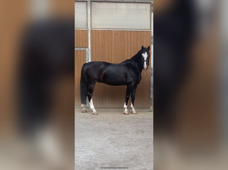 Tuigpaard Hongre 12 Ans 168 cm Noir in Wimpassing an der Leitha