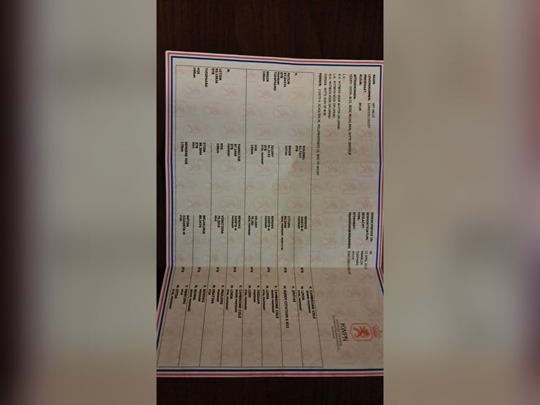 Tuigpaard Hongre 14 Ans 168 cm Bai in Zutendaal