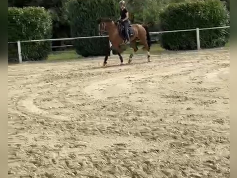 Tuigpaard Hongre 14 Ans 168 cm Bai in Zutendaal