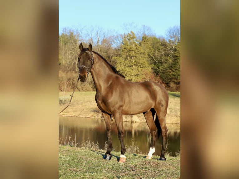 Tuigpaard Hongre 6 Ans 168 cm Bai brun in Lebanon