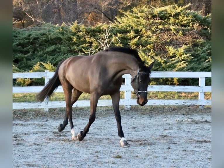 Tuigpaard Hongre 6 Ans 168 cm Bai brun in Lebanon