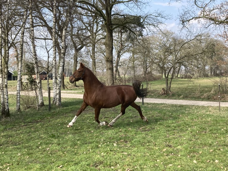 Tuigpaard Jument 11 Ans 165 cm Alezan in Mander