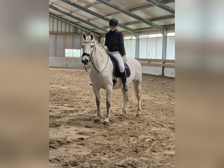 Tuigpaard Jument 12 Ans 165 cm Gris in Wijk bij Duurstede