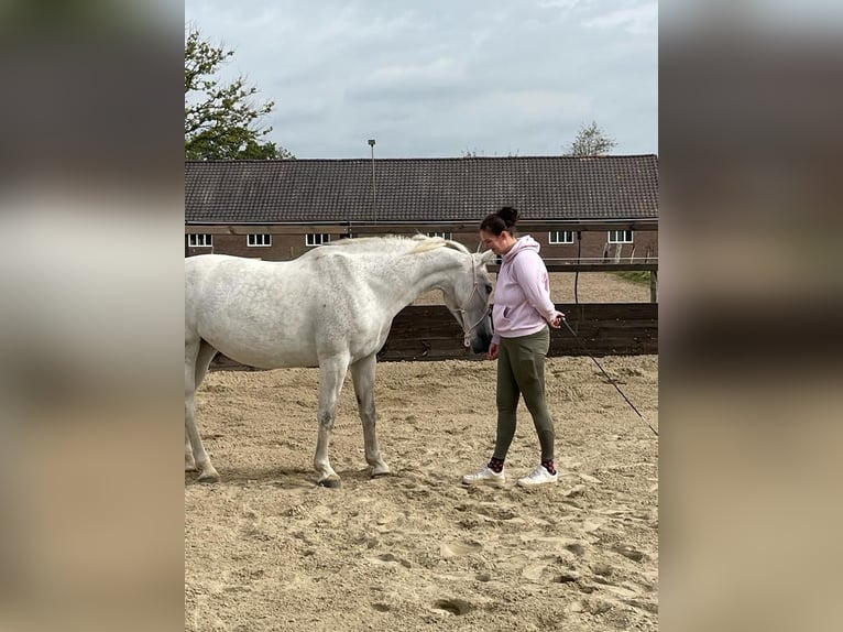 Tuigpaard Jument 12 Ans 165 cm Gris in Wijk bij Duurstede