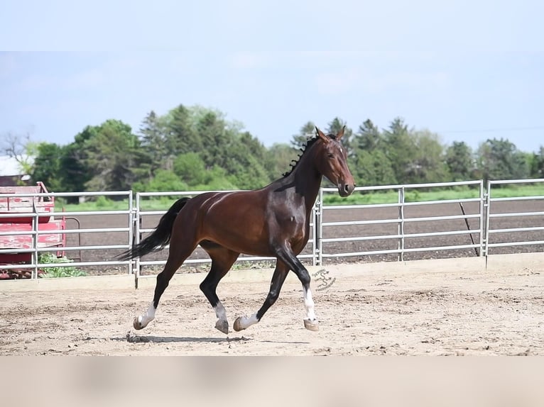 Tuigpaard Jument 7 Ans Bai cerise in Fairbank IA