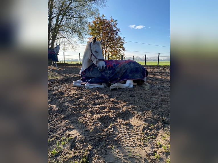 Tuigpaard Klacz 12 lat 165 cm Siwa in Wijk bij Duurstede