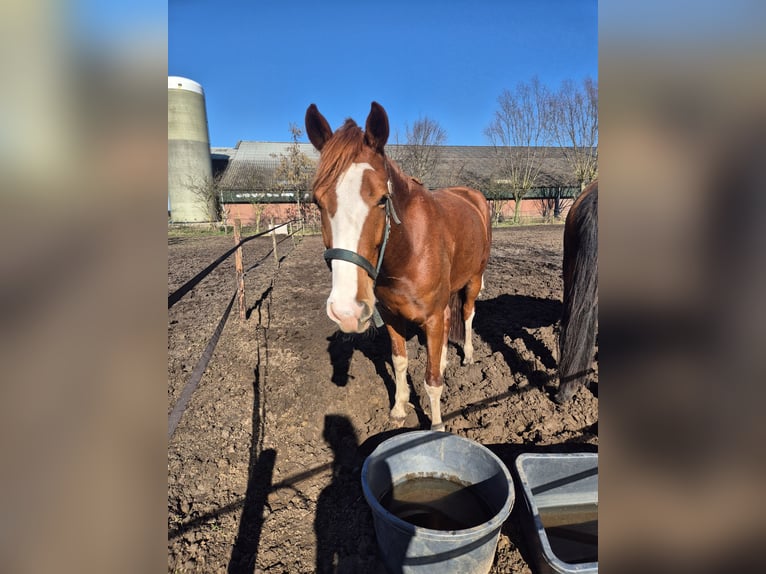 Tuigpaard Klacz 4 lat 156 cm Kasztanowata in Wanroij