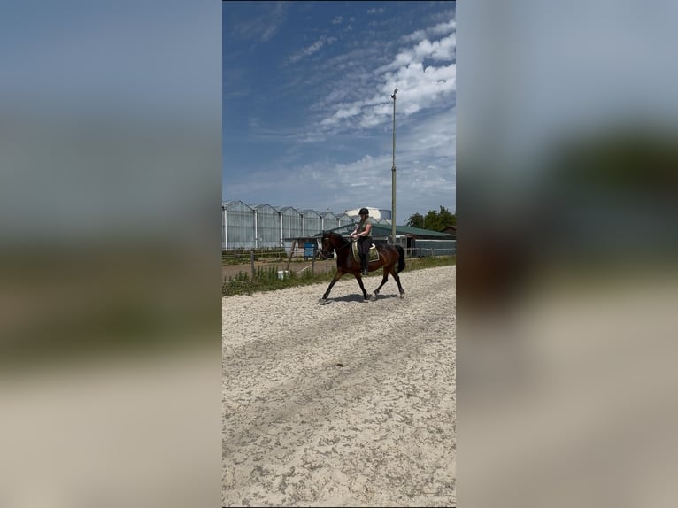 Tuigpaard Klacz 7 lat 157 cm Ciemnogniada in Naaldwijk