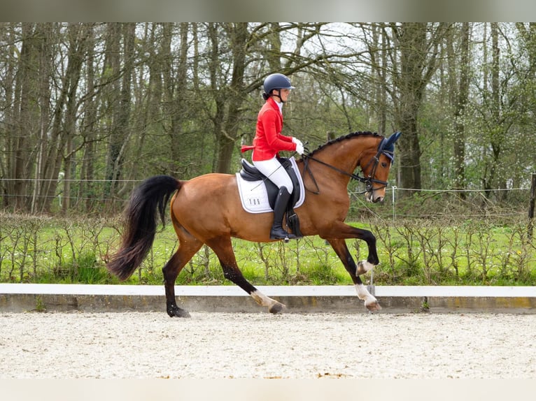 Tuigpaard Merrie 10 Jaar 158 cm Bruin in 3862vn