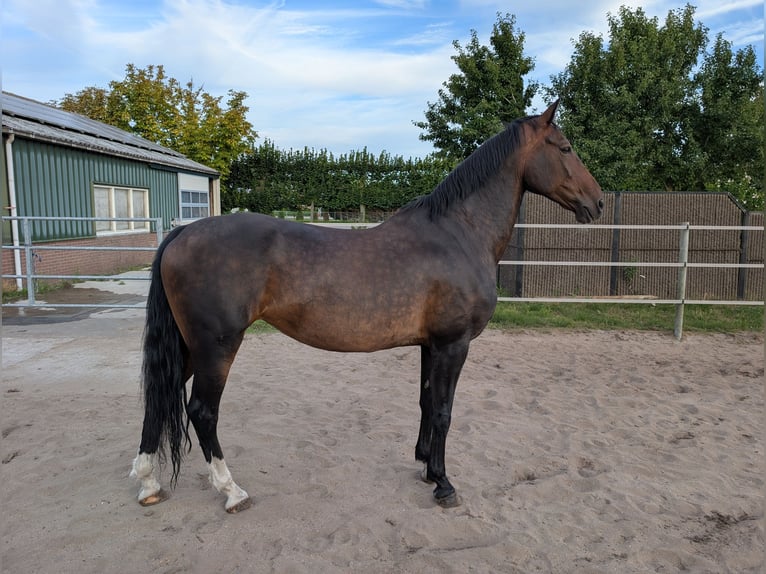 Tuigpaard Merrie 17 Jaar 161 cm Bruin in Voorhout