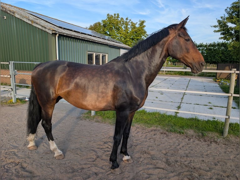 Tuigpaard Merrie 17 Jaar 161 cm Bruin in Voorhout