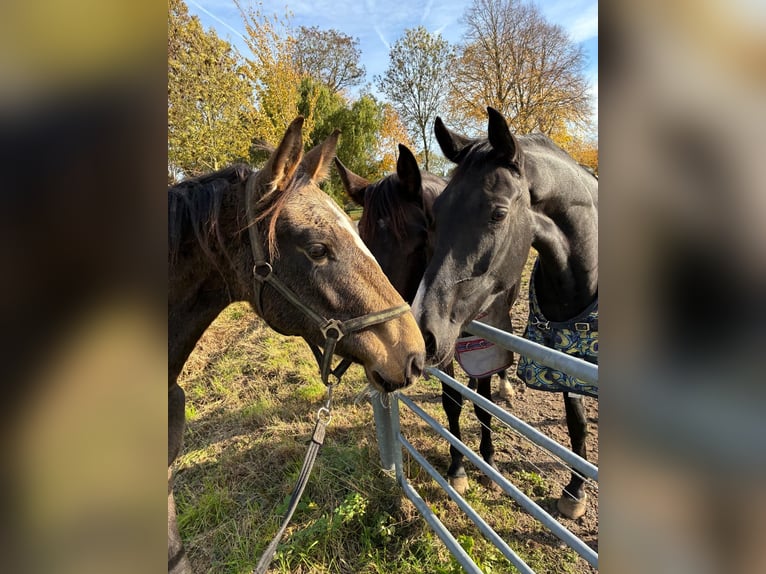 Tuigpaard Mix Merrie 3 Jaar 155 cm Bruin in Den Dungen