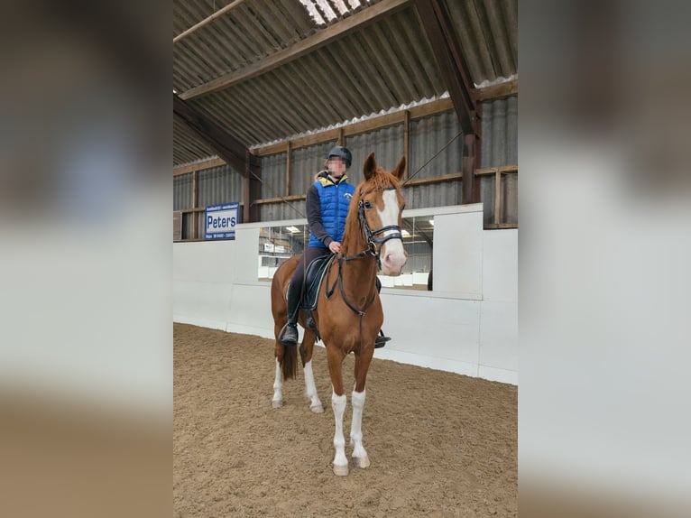 Tuigpaard Merrie 4 Jaar 156 cm Vos in Wanroij