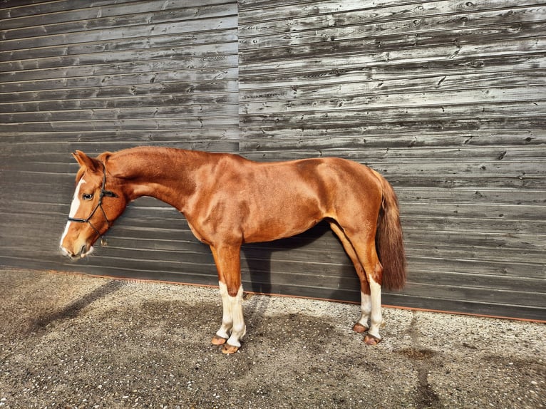 Tuigpaard Merrie 4 Jaar 156 cm Vos in Wanroij