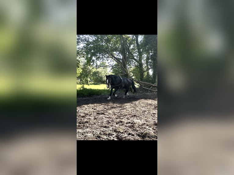 Tuigpaard Merrie 4 Jaar 162 cm Donkerbruin in Weener