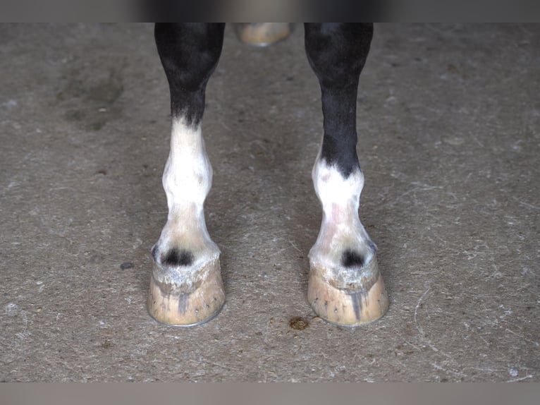 Tuigpaard Merrie 5 Jaar Roodbruin in Fairbank IA