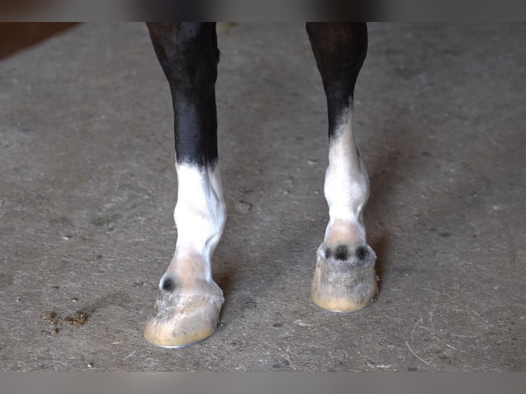 Tuigpaard Merrie 6 Jaar Roodbruin in Fairbank IA