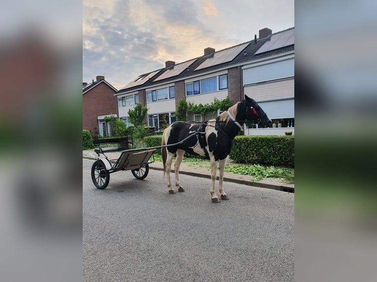 Tuigpaard Ogier 16 lat 160 cm  in Zutphen