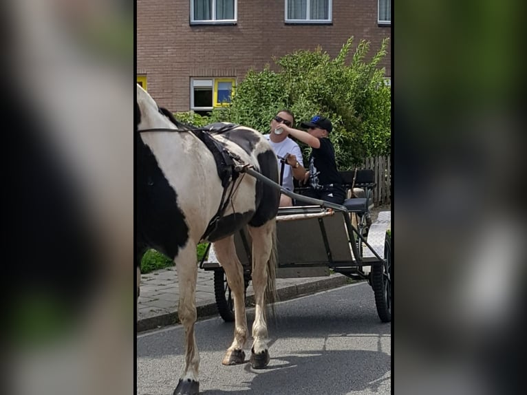 Tuigpaard Ogier 16 lat 160 cm  in Zutphen