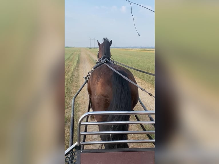 Tuigpaard Ruin 10 Jaar 165 cm Roodbruin in Tass